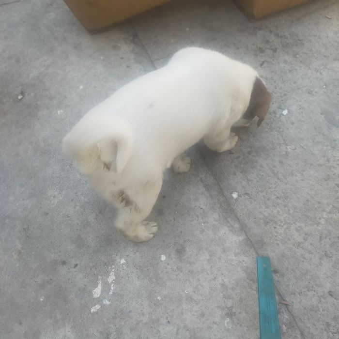 Продам двух щенков,очаровашка,Томас и Бони.