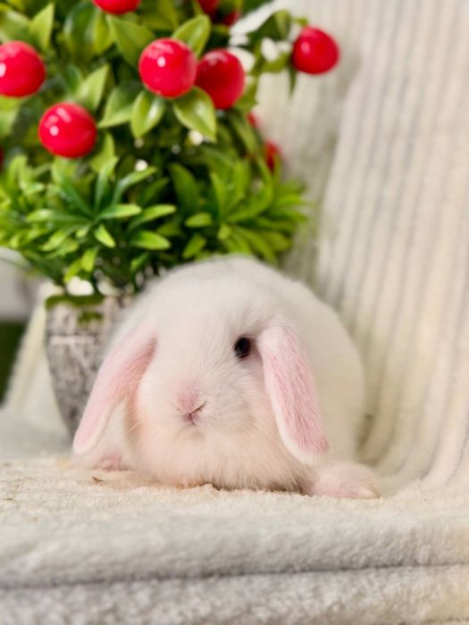 Декоративные Кролики Карлик Баран. Кролик