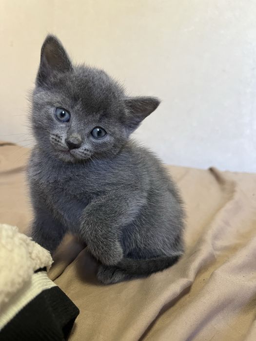 Котенок даром девочка