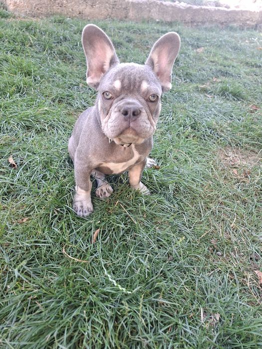Bulldog francez mascul