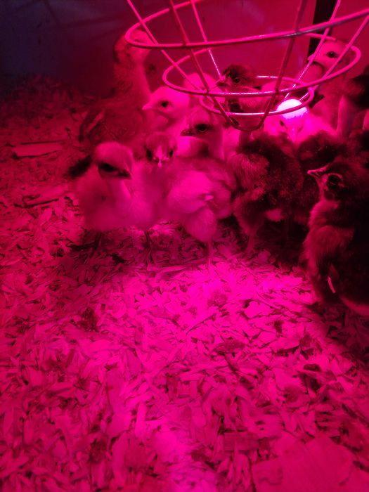 Ouă pentru incubat Gat Golas De Transilvania