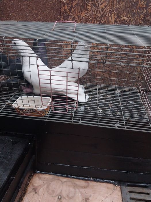 Голуби широкохвостые