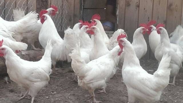 Куры несушки молодые , яйценоскость отличная