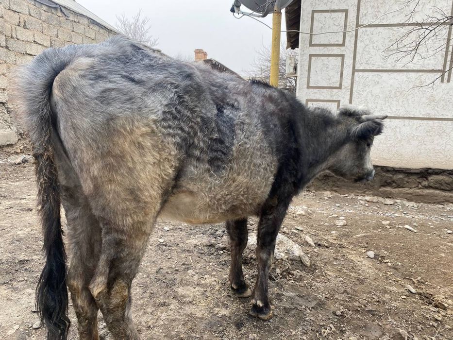 2-ші тума сиыр сатылады