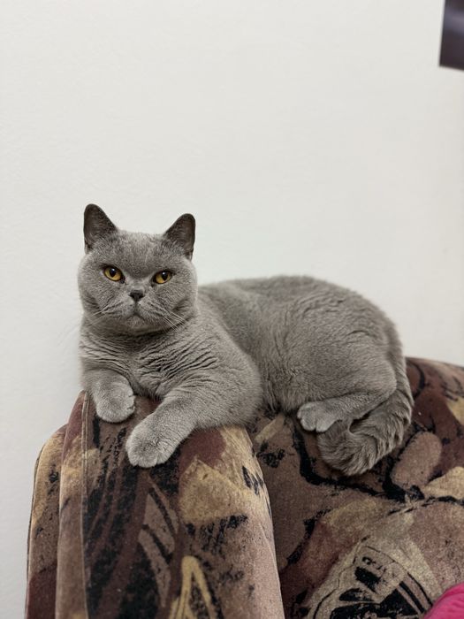 Pisica british short air