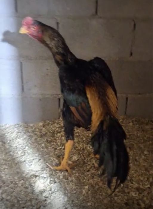 Продам Петуха хорошего