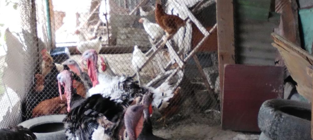 Индюки самцы и самки (1год)