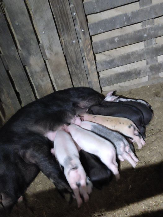 Продам свиноматку