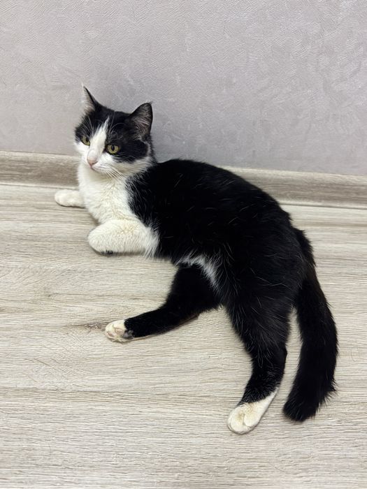 Найдена кошечка на КШТ. Пристрою.