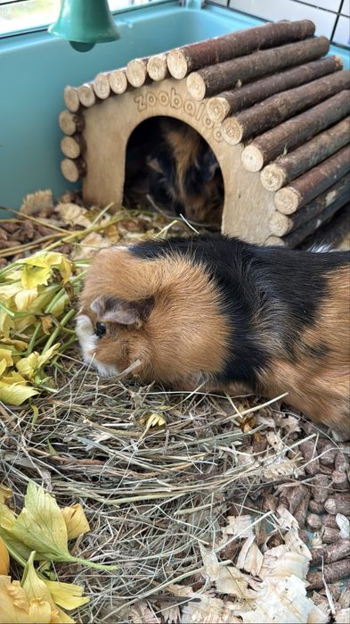 Милые Морские свинки.