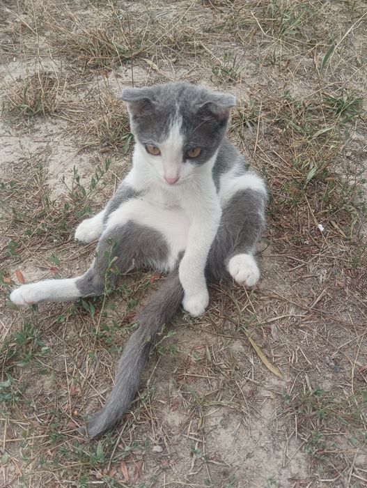 Отдам котят бесплатно