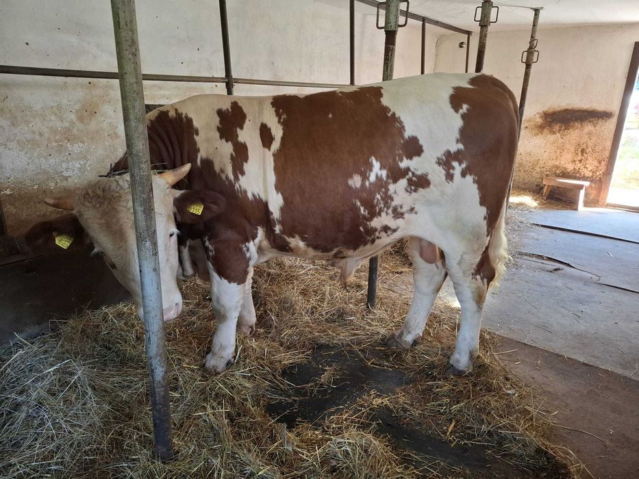 Vand Taur 600 Kg