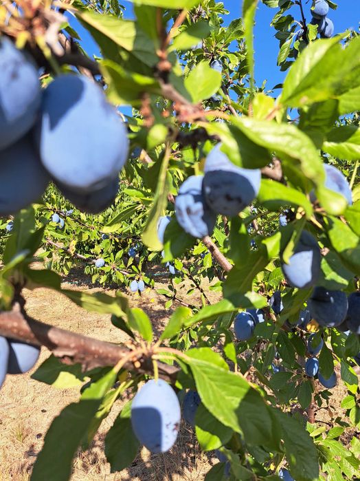 Prune Stanley de vânzare