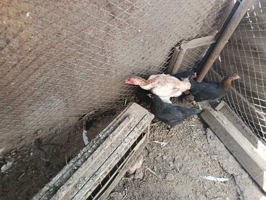 Продам курей хорошие