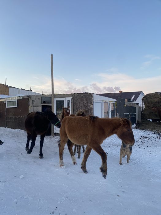 Тай жабағылар сатлады