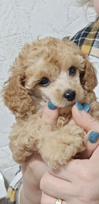 Карликовый пудель щеночки.