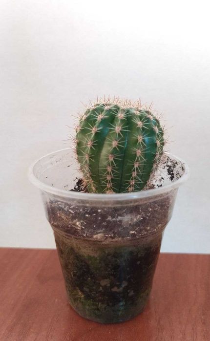 Кактусы для дома и офиса