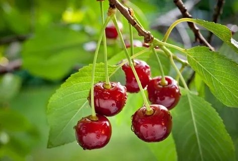 Продам вишню !!! Садовая