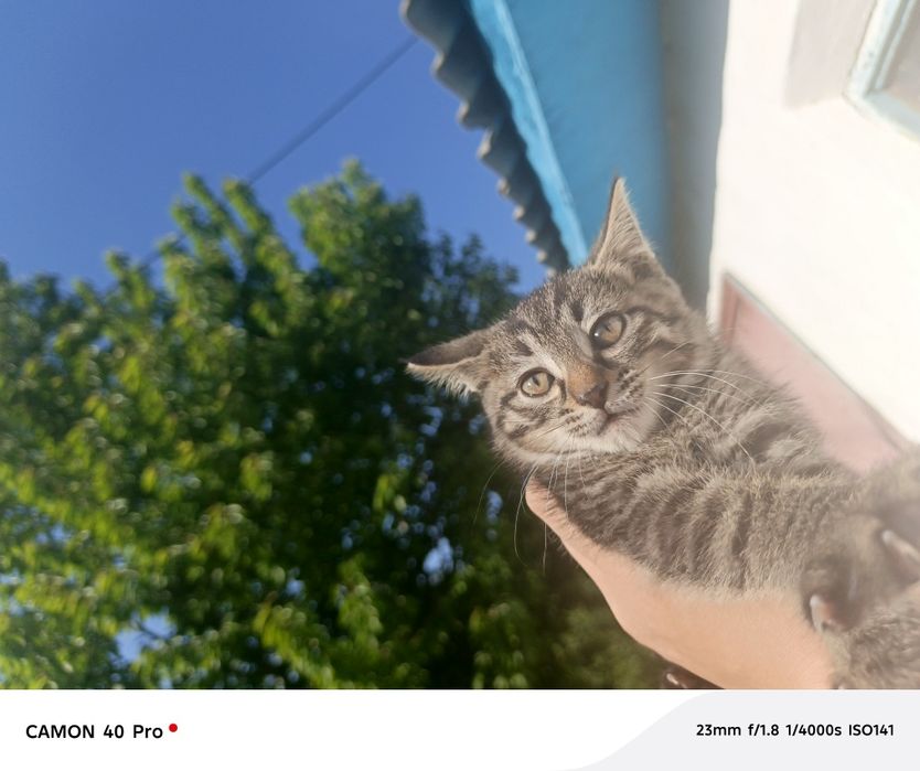 Котята, в добрые руки