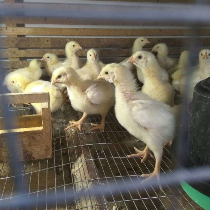 Бройлер, бройлерные цыплята Росс 308