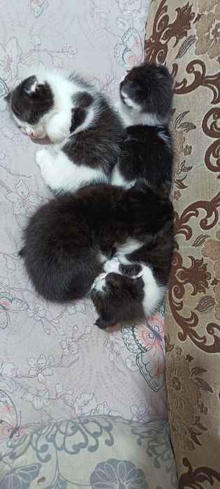 Продаются котята вислоухие