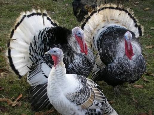 На Новогодний стол,куры ,гуси ,утки индаутки и даже перепёлки без ГМО