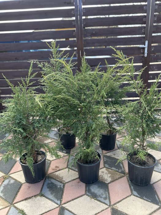 Brăduți ornamentali (Ienupar & Leylandii) de la 25 lei/buc
