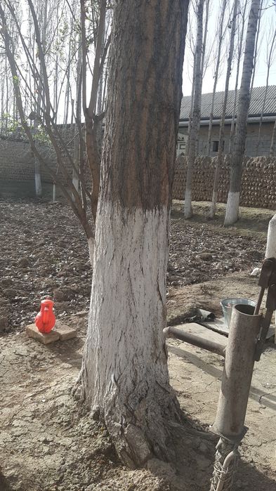 O'zbekiston teraklari sotiladi arzon narxda kesib olishga qulay joyda