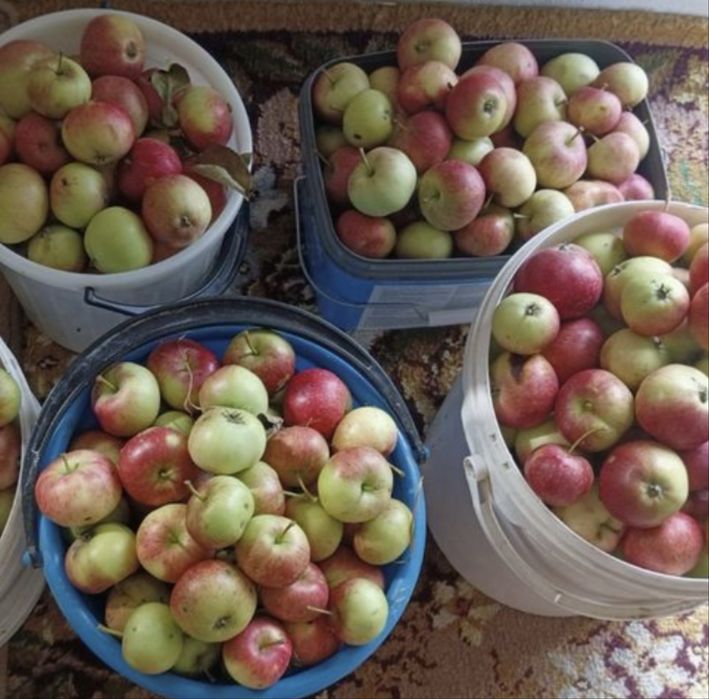 Продам дачные вкусные  яблочки  5л -2500