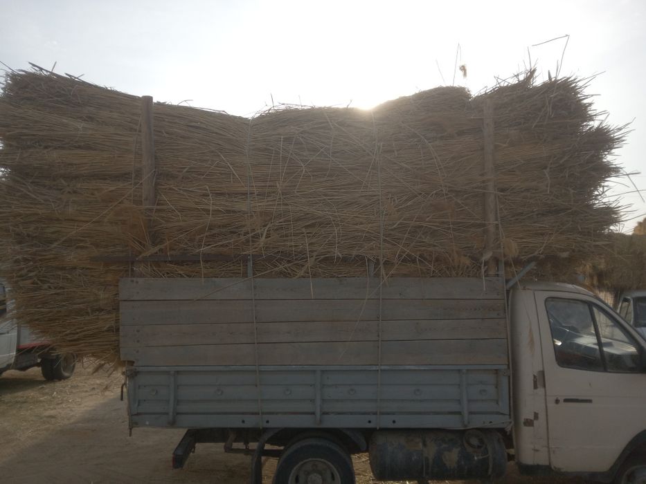 Қамыс.камыш.бау камыс.