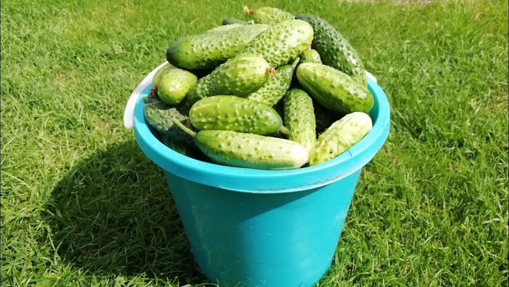 Продам огурцы излишки
