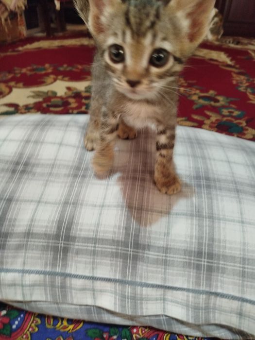 Ona bola mushuklar