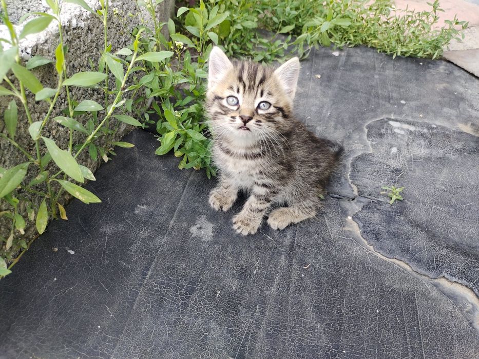 Отдам котёнка.  Мальчик