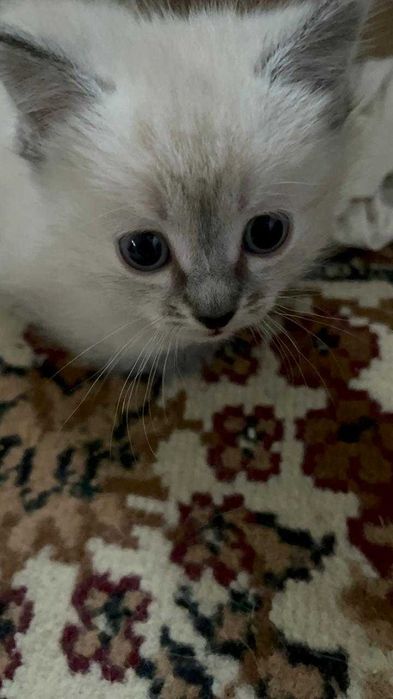 Маленькие котята