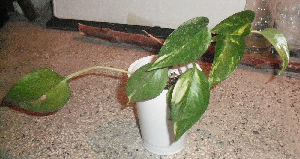 Продавам Сциндапсус – красива падаща зеленина