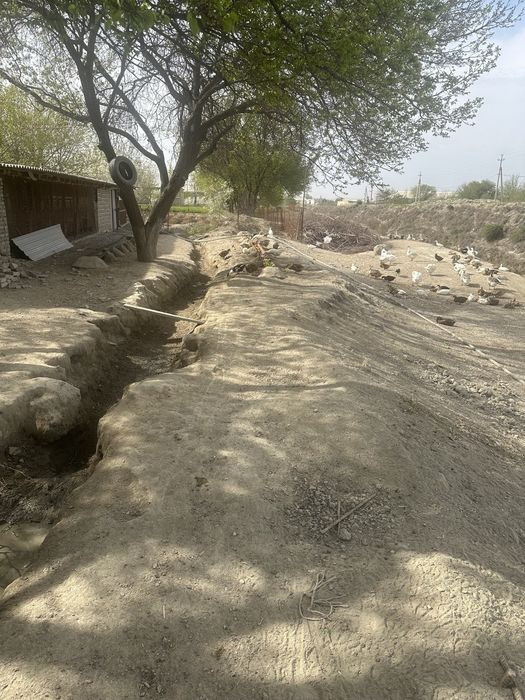 Urdak va g'oz tuxumlari sotiladi inkubator uchun xam bor