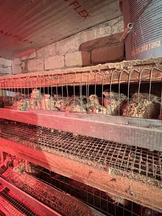 Перепелки несушки