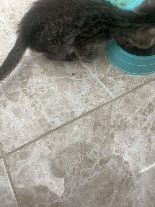 Котенок мальчик ласковый