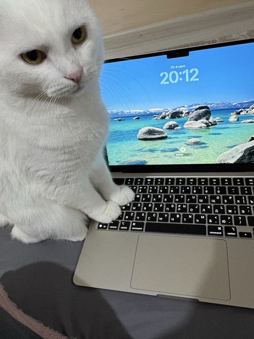 Ищем опытную кошечку для вязки!