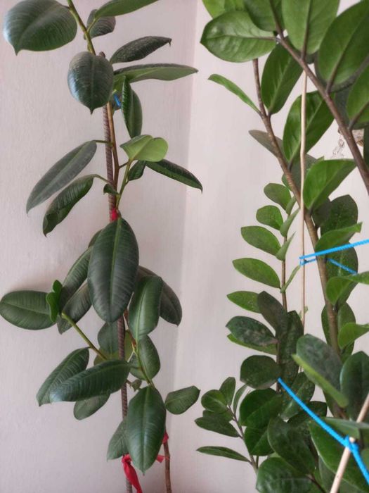 Продам комнатные цветы.