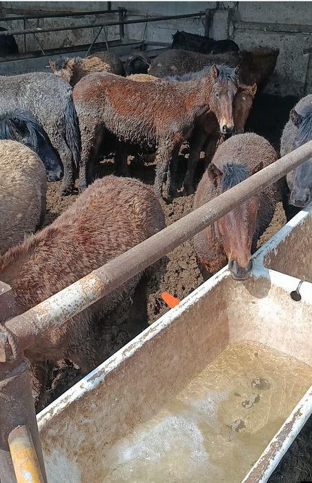 Жылқылар сатылады откромнан