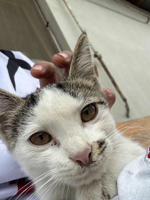 Отдам котенка в добрые руки.