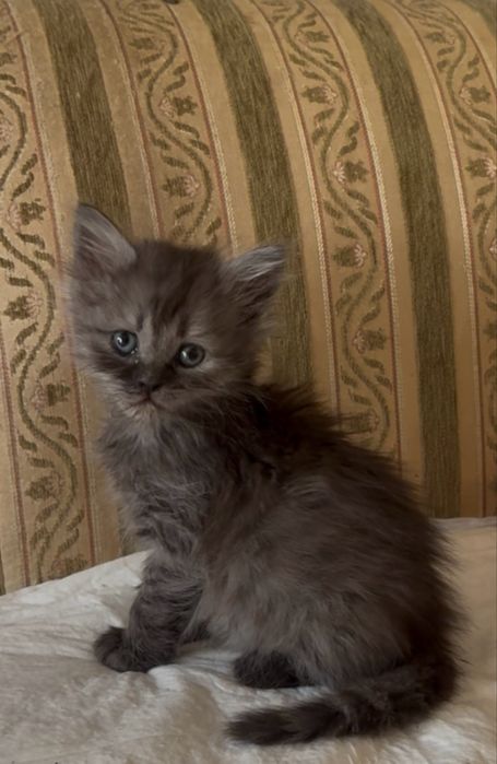 Котята 1,5 месяца