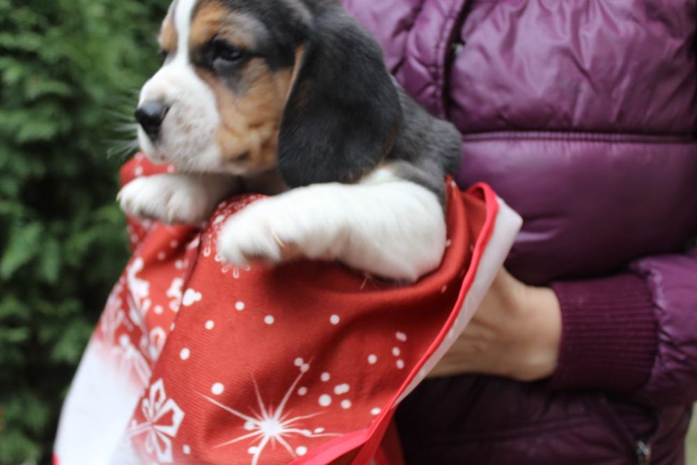 Pui Beagle tricolor