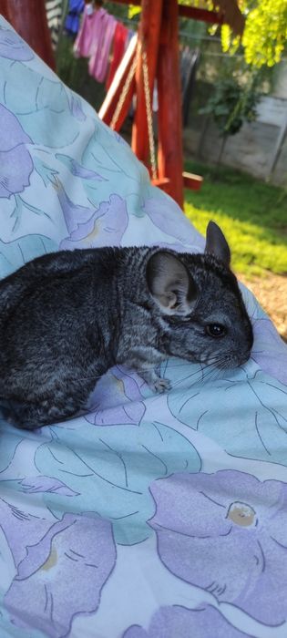 Pui chinchilla, chinchila, șinșila gri standard