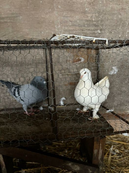 Vând porumbei diferite rase