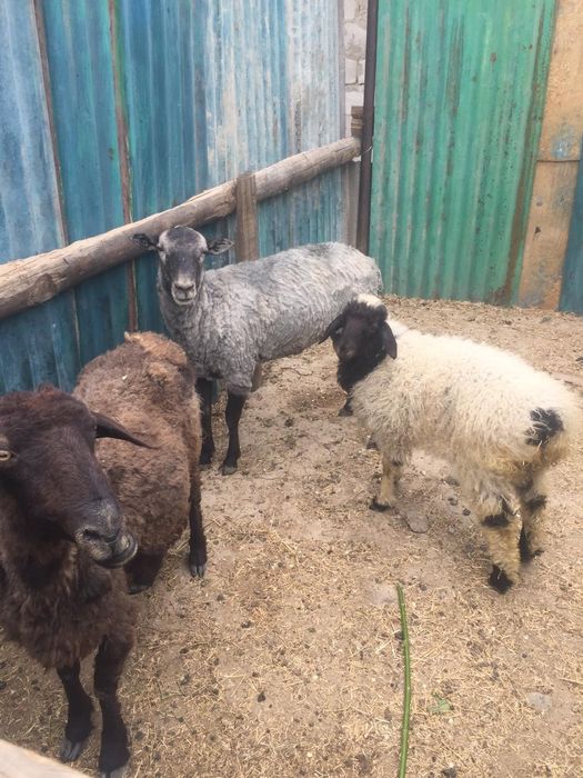 Срочно продам баран!