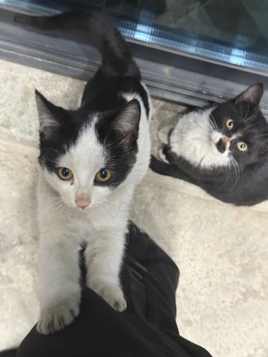 Котята 3,5 месяца