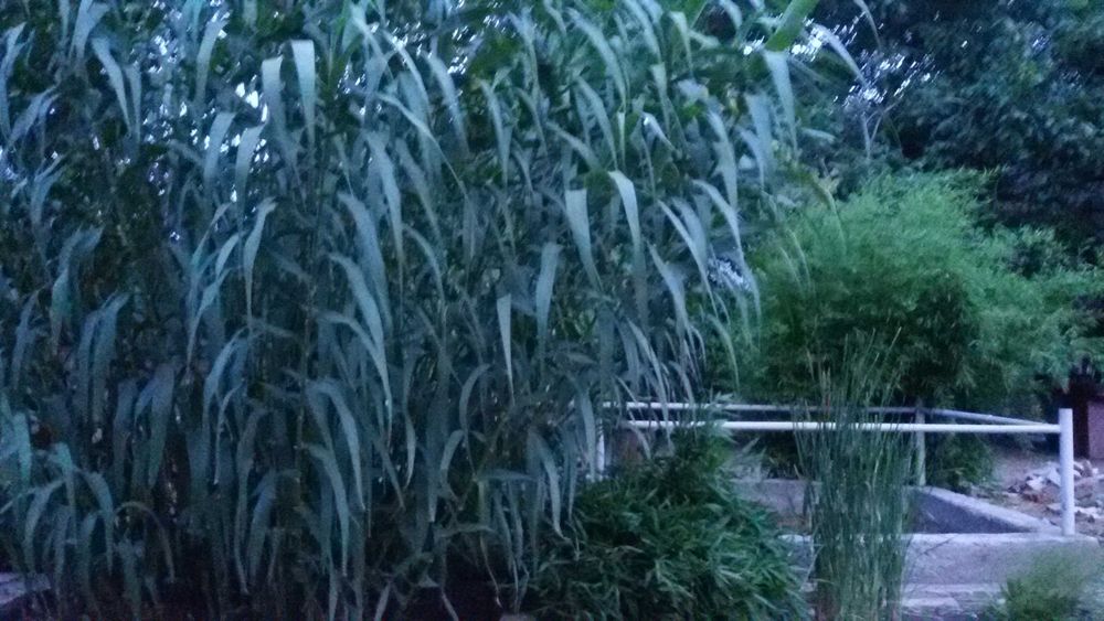 Trestie arundo donax gigant