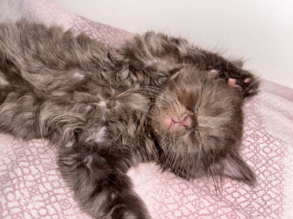 Шотландская шоколадка